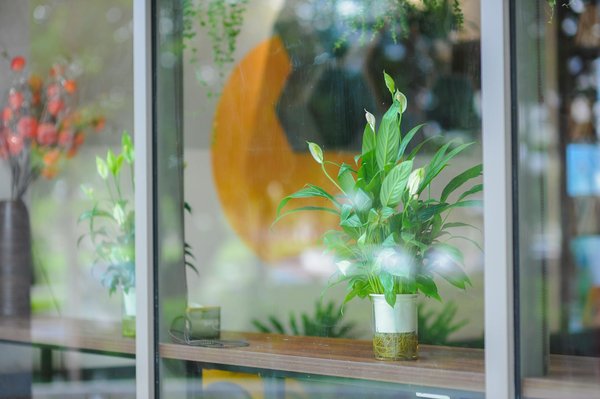 Découvrez l'aventure du safari en afrique : votre guide essentiel